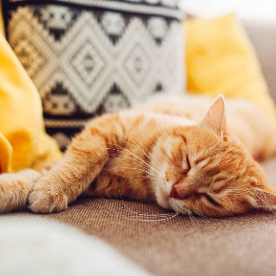 cat sitting services ottawa