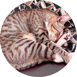 extended care and overnights vet tech pet services ottawa