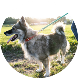 pet sitting vet tech pet services ottawa (1)
