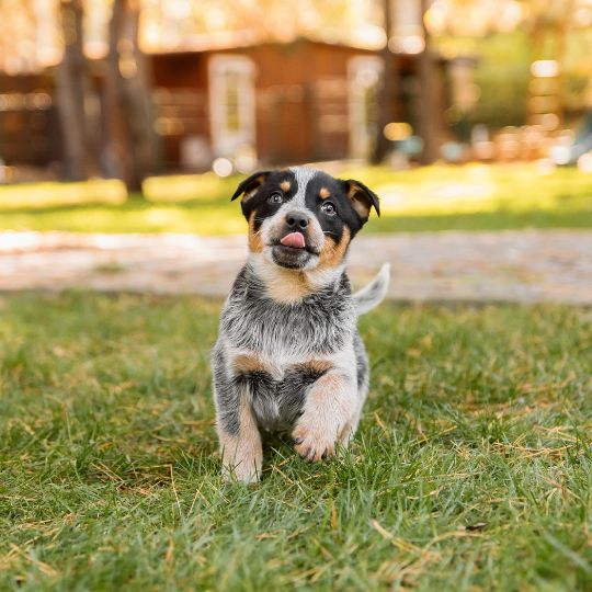 puppies and senior dogs services page