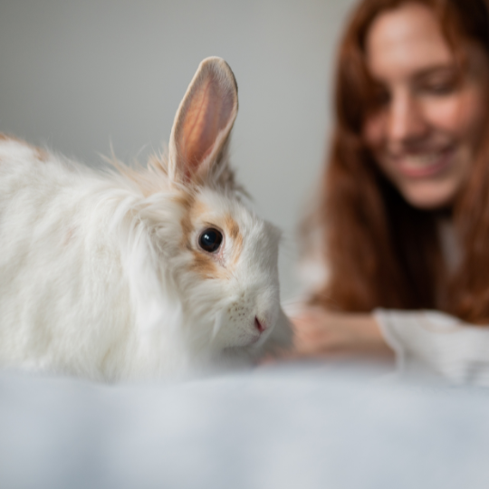 Small Animal Care Vet Tech Pet Services