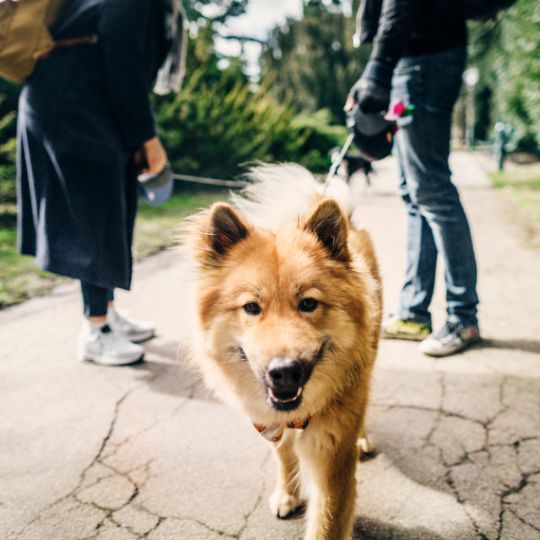 dog walking services vet tech pet services ottawa on