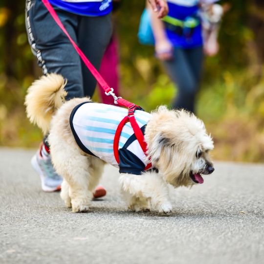 dog walking vet tech pet services ottawa on
