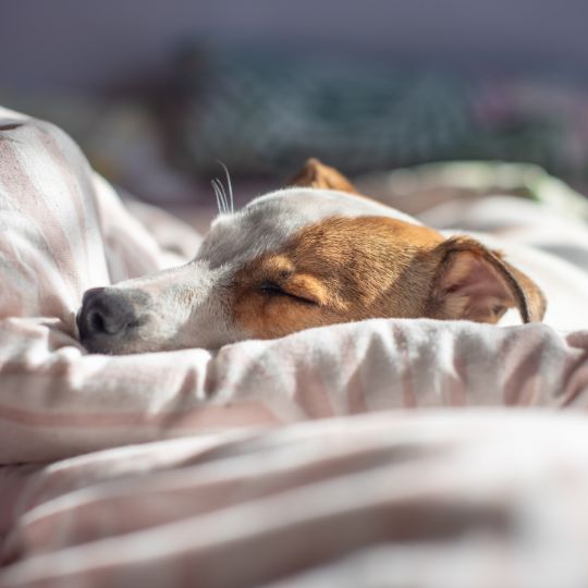 overnight pet care vet tech pet services ottawa on