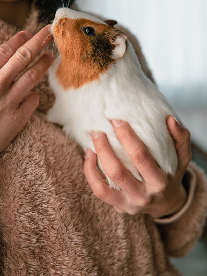 small animal care vet tech pet services