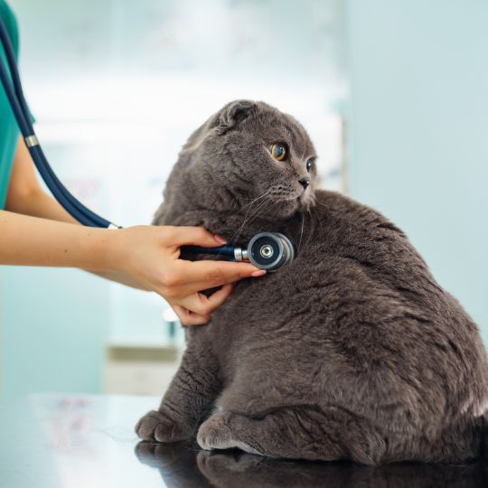 special needs and medical assistance